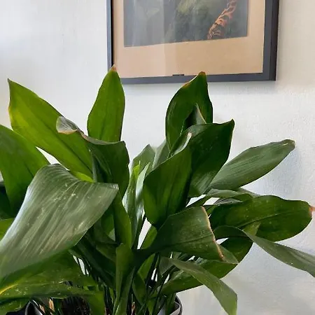 Apartamento Com Terraço Grande *
